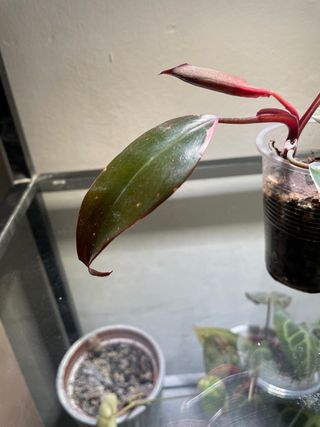 Philodendron Pink Princess