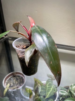 Philodendron Pink Princess