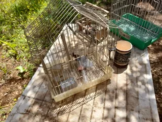 Jaulas para pájaros