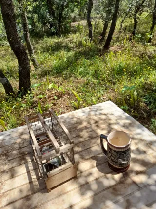 Jaulas para pájaros