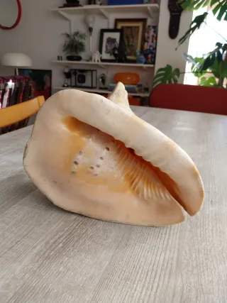 Caracola Cassis Cornuta grande