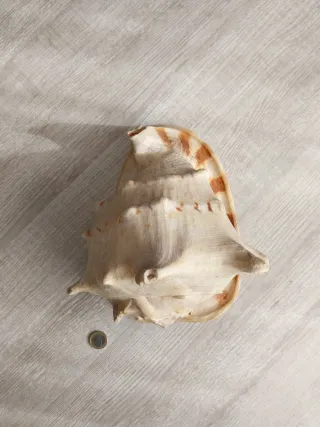 Caracola Cassis Cornuta grande