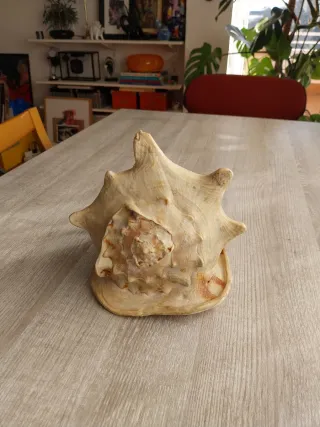 Caracola Cassis Cornuta grande