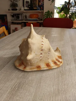 Caracola Cassis Cornuta grande