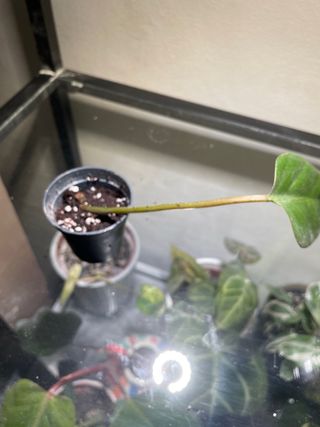 Philodendron Red Emerald