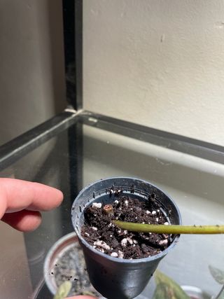 Philodendron Red Emerald