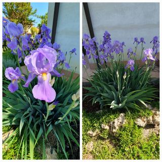 5 Rizomi Iris Pallida Profumatissimi
