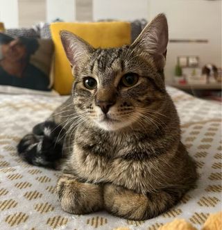 Cuido gatos en Huelva