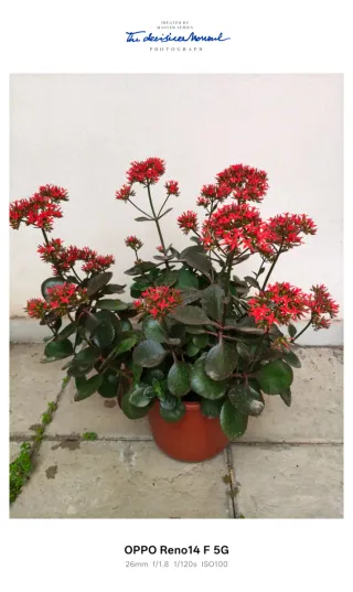 Kalanchoe planta natural 50 cm aprox en flor