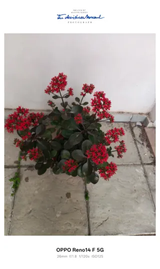 Kalanchoe planta natural 50 cm aprox en flor