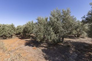 Terreno en venta en Villamena