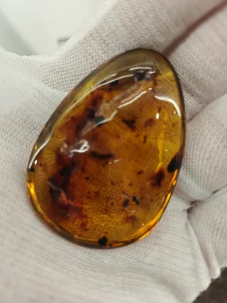 Ambra Baltica Autentica