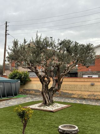 Jardinero Professional Económico