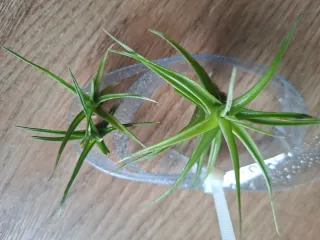 Planta de aire Tillandsia