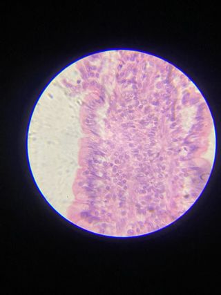 Microscopio AmScope, precio negociable