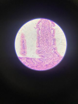 Microscopio AmScope, precio negociable