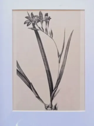 Cuadros botánica vintage