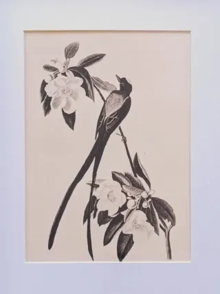 Cuadros botánica vintage