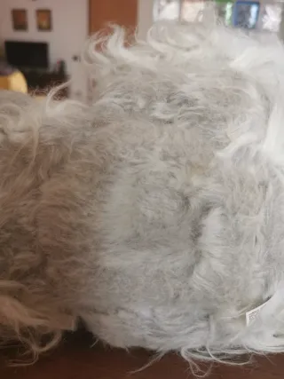 Gatto persiano realistico