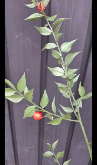 Ruscus Aculeatus Planta