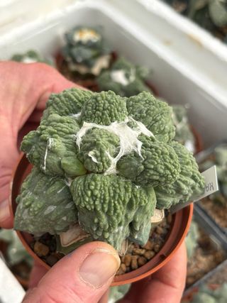 Cactus Ariocarpus maruibo x cauliflower