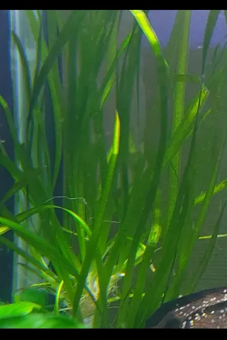 Lote K.M Plantas Acuario