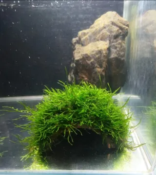 Lote K.M Plantas Acuario