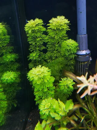 Lote K.M Plantas Acuario