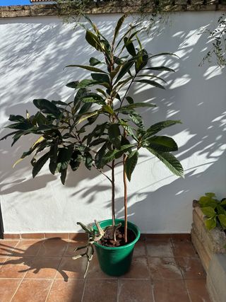 Níspero en maceta 5 años