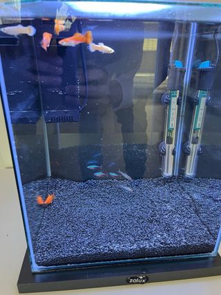 Kit Acuario Zolux 18L + Accesorios