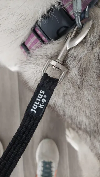 Cinturón y correa Canicross Julius K-9 Negro/gris