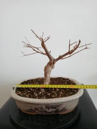 Bonsái Granado Negikan