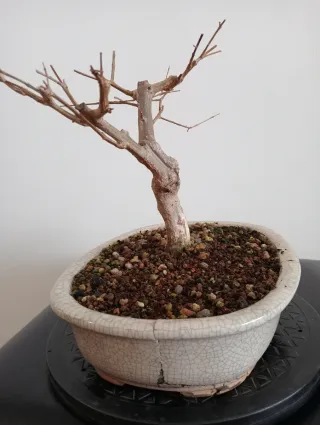 Bonsái Granado Negikan