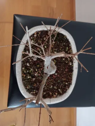 Bonsái Granado Negikan