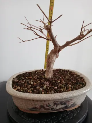 Bonsái Granado Negikan