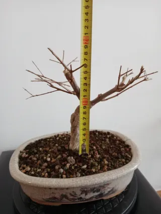 Bonsái Granado Negikan