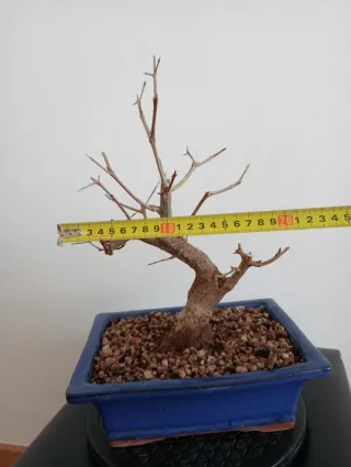 Bonsái Granado Negikan