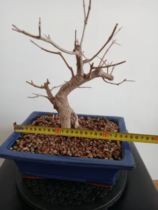 Bonsái Granado Negikan