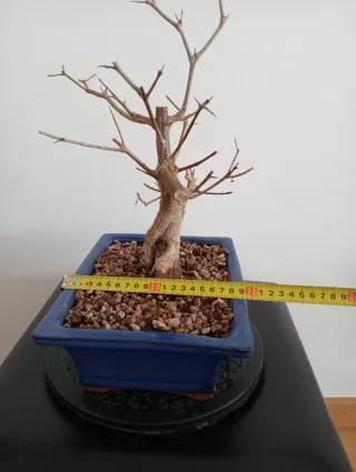 Bonsái Granado Negikan