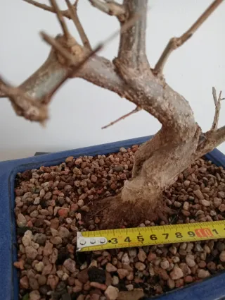 Bonsái Granado Negikan