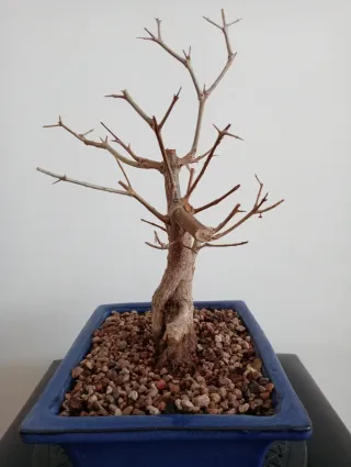 Bonsái Granado Negikan