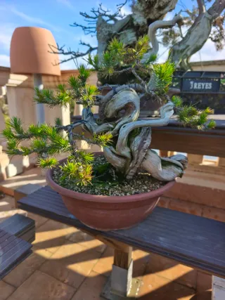 Bonsái Pino Halepensis y Piñonero