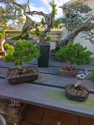 Bonsái Pino Halepensis y Piñonero