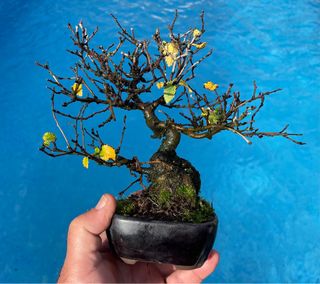 Olmo Negrillo en maceta Seto