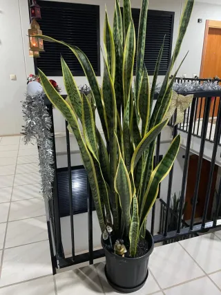 Planta Lengua de Tigre Sansevieria