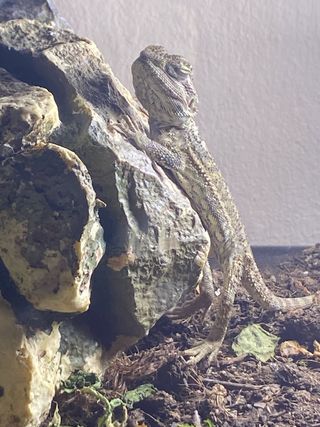 Terrario para mascotas y de regalo inquilino