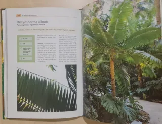 El gran libro de las palmeras