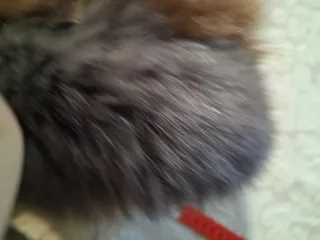 Collo di pelliccia volpe bicolore