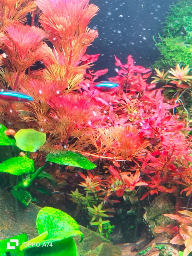 Lote plantas acuario SUPER PACK 10 VARIEDADES