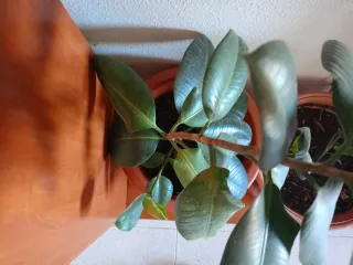 Planta de interior Gomero